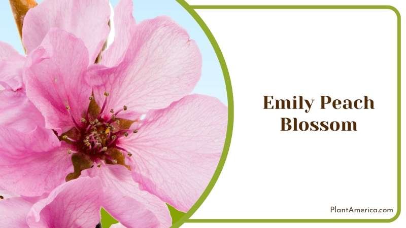 Gorgeous Emily Peach Blossom Flower Plant America