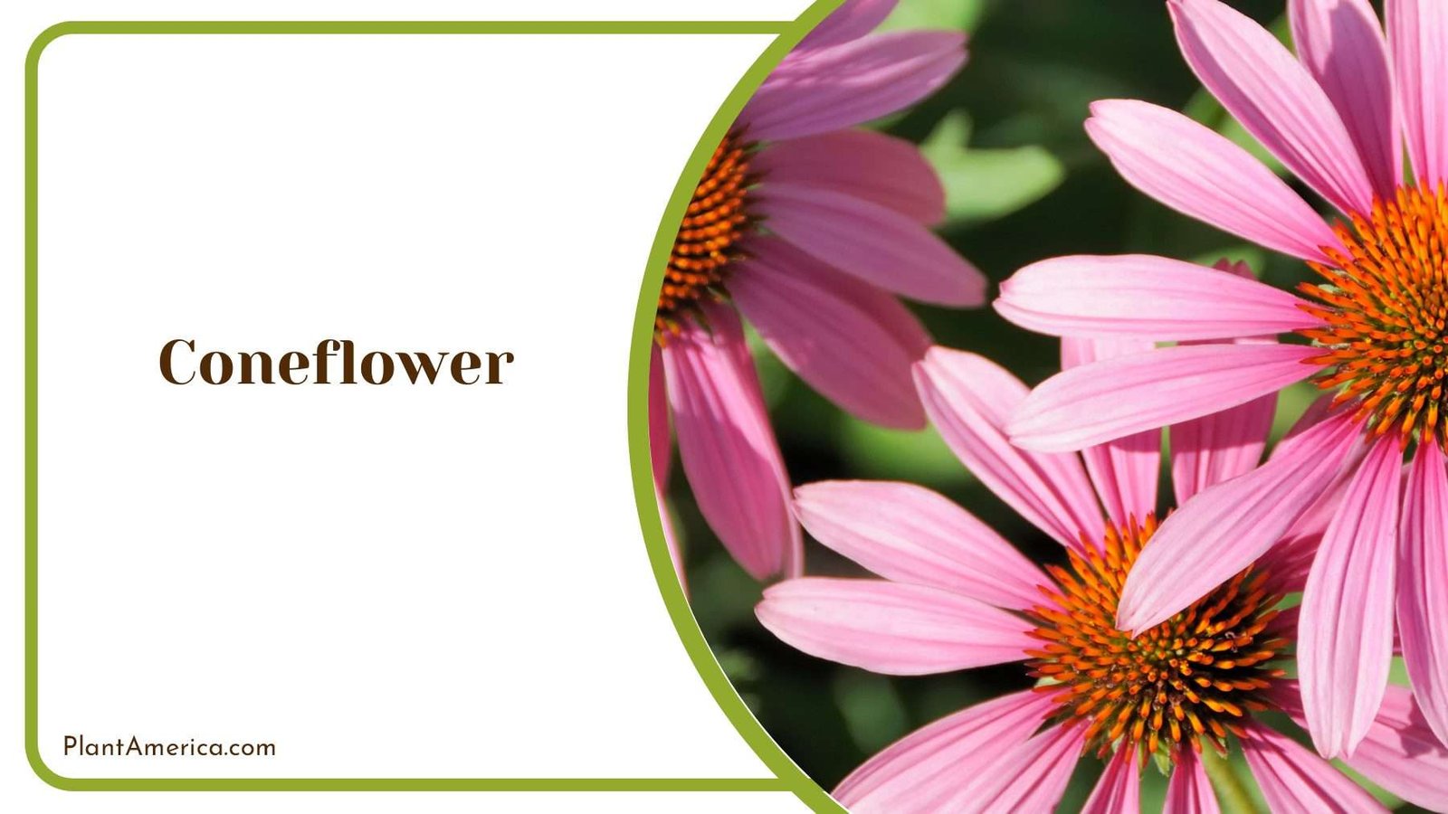 Graceful Coneflower Display PlantAmerica