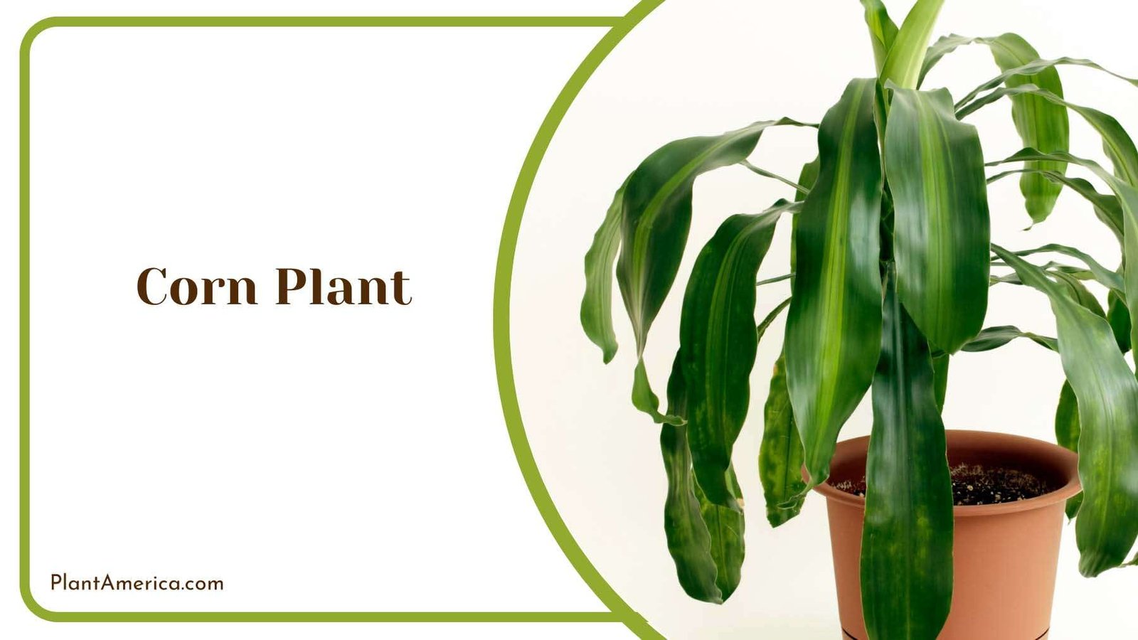 Graceful Corn Plant Display Plant America 2