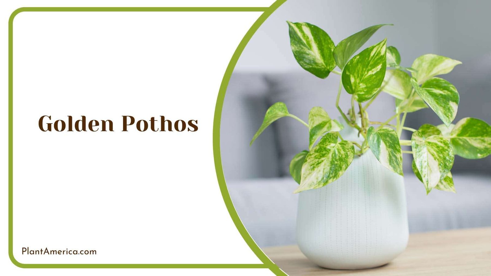 Graceful Golden Pothos Plant Display Plant America