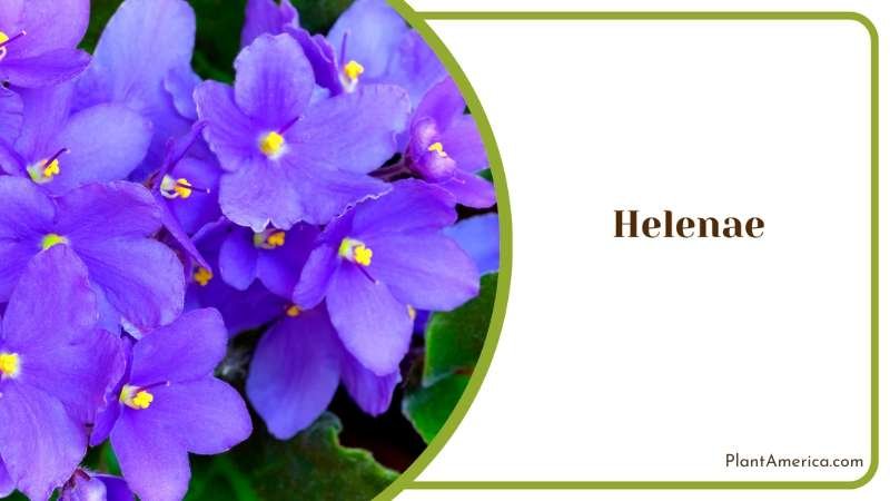 Graceful Helenae Flower Plant America