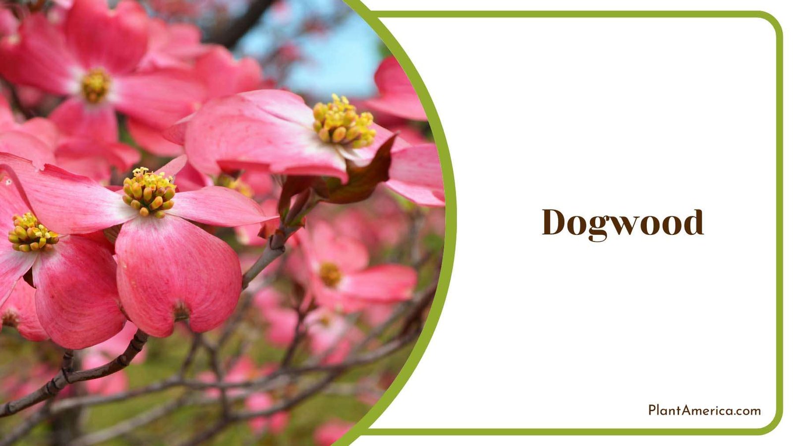 Graceful Summer Dogwood With Pink Blossoms Plant America