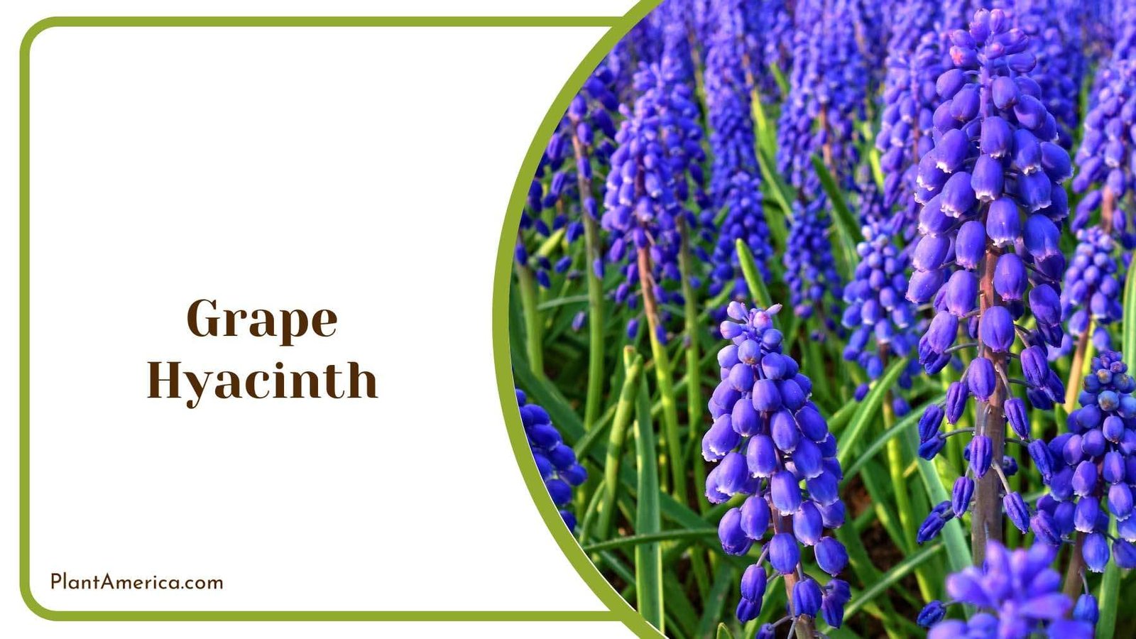 Grape Hyacinth Flower Bushes Plant America Grape Hyacinth Flower Bushes Plant America
