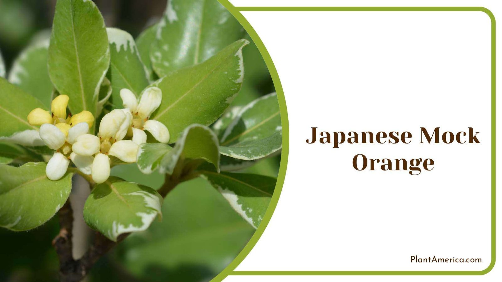 Green Leaves Japanese Mock Orange Plant America