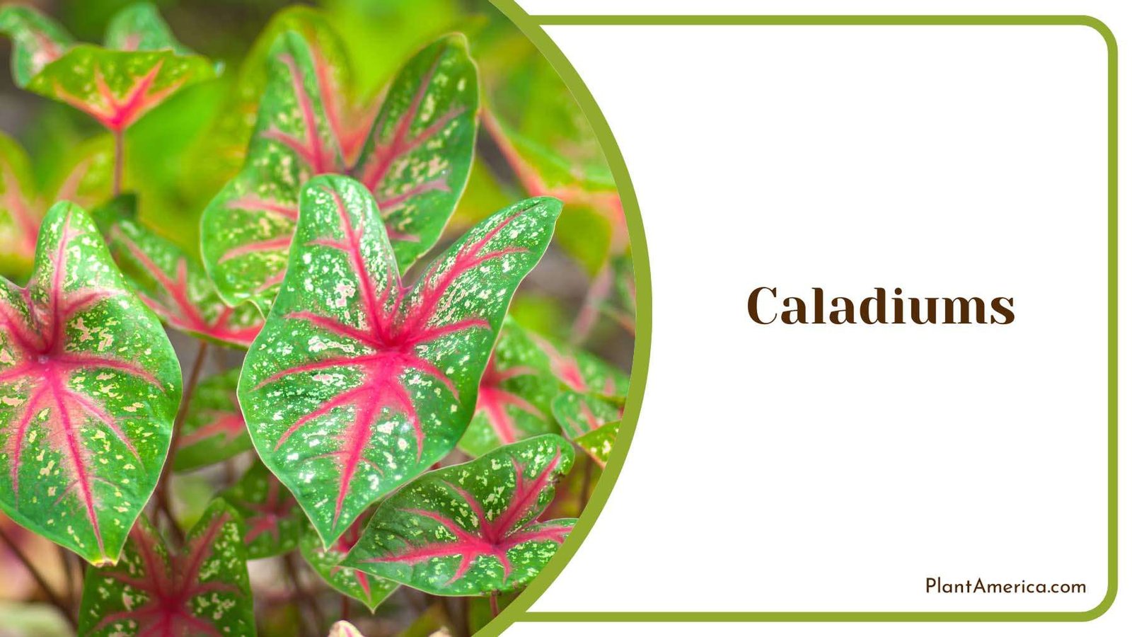 Green Leaves With Pink Lines Caladiums Plant America