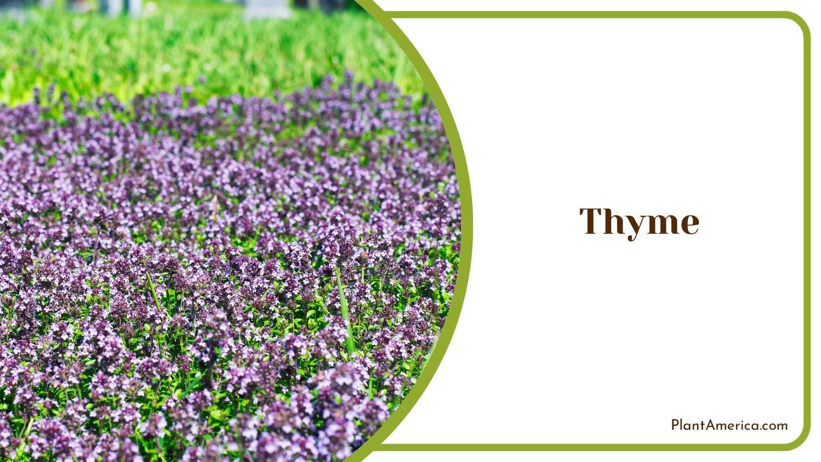 Ground Cover Thyme Plant America