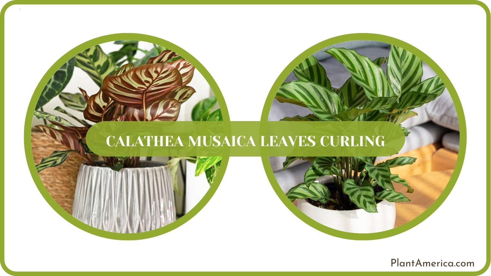 Growing Calathea in House ~ Plant America Growing Calathea in House ~ Plant America