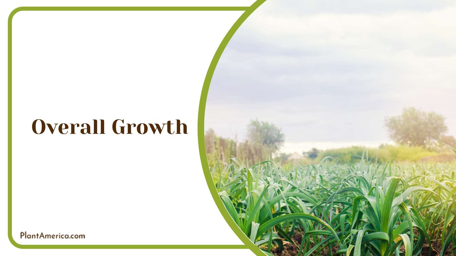 Growing Crops in Field Plant America