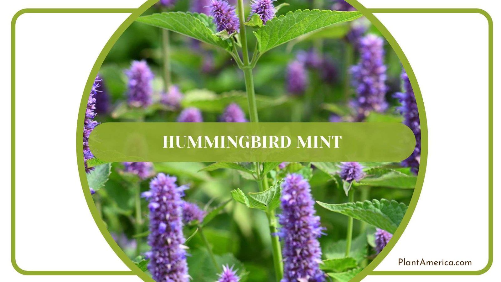 Growing Hummingbird Mint Plant America