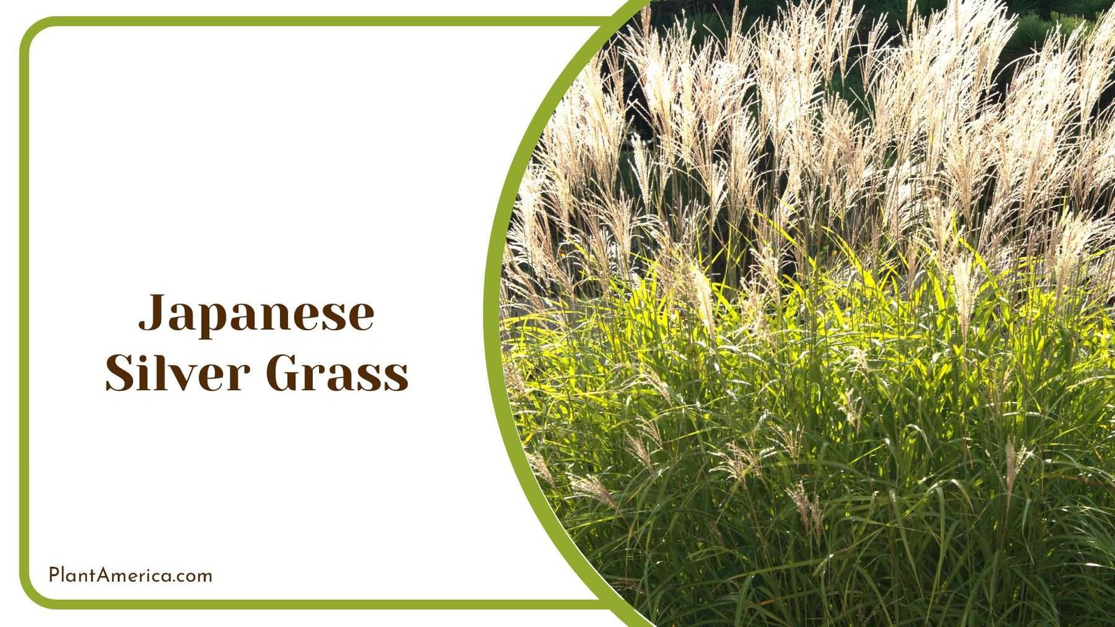 Growing Japanese Silver Grass Tips For Thriving And Graceful Landscaping Plant America Growing Japanese Silver Grass Tips For Thriving And Graceful Landscaping Plant America