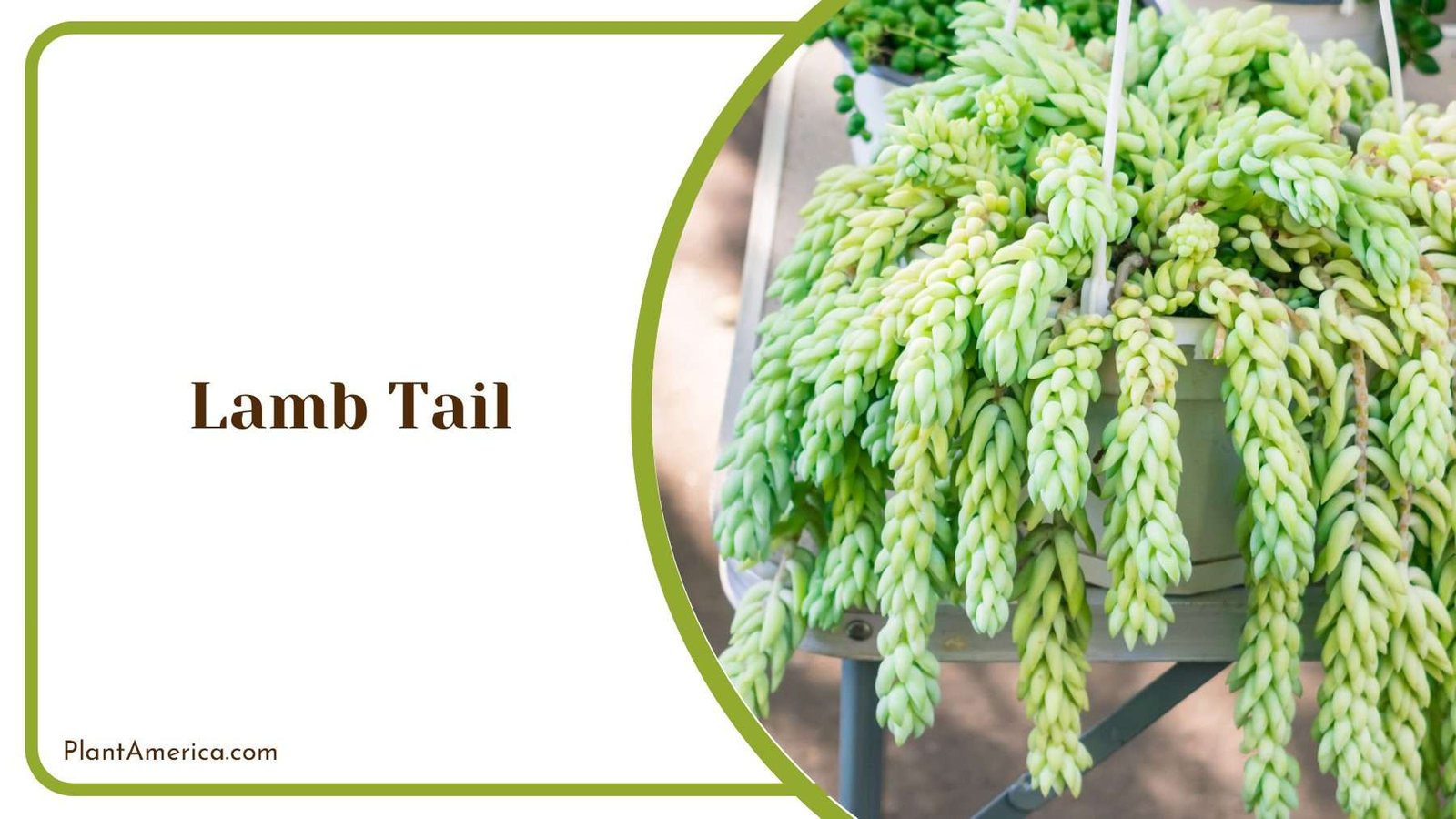 Growing Lamb Tail in Shade Plant America