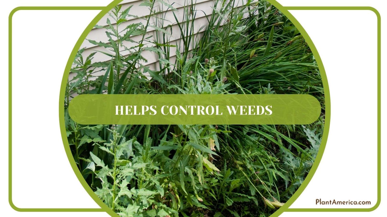 Hair Controls Weeds Plant America