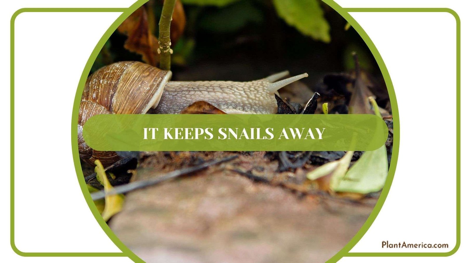 Hair Keeps Snails Away Plant America