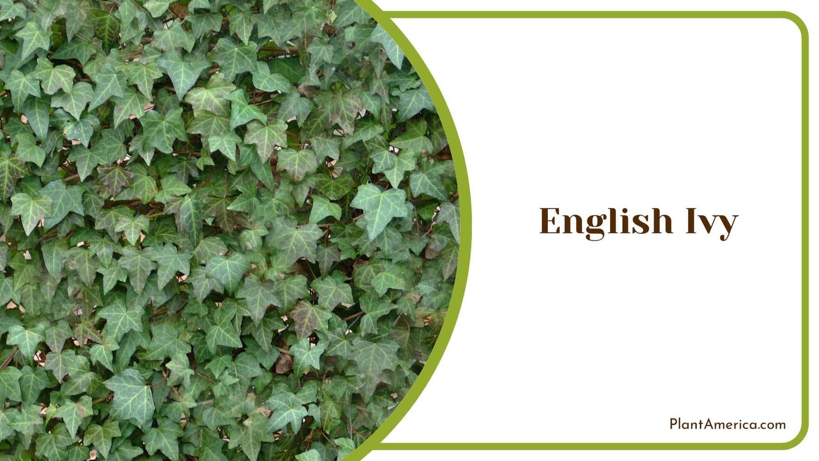 Hanging English Ivy On The Wall Plant America