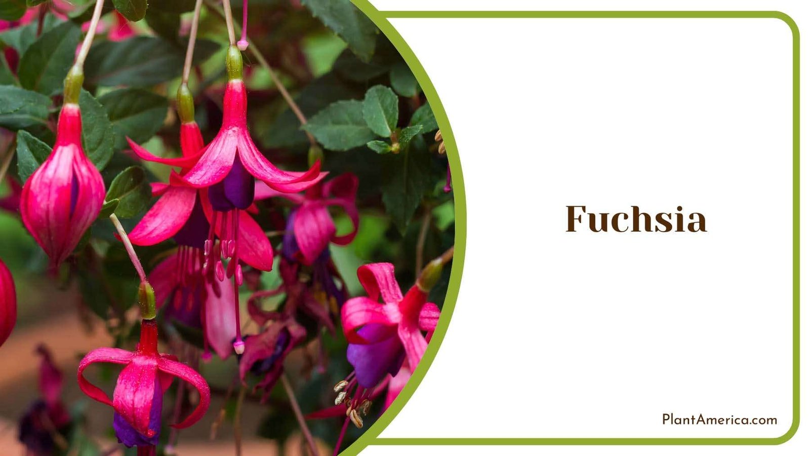 Hanging Fuchsia Flower Plant America Hanging Fuchsia Flower Plant America