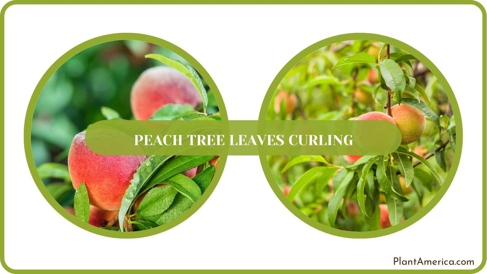 Healthy Peach Tree PlantAmerica