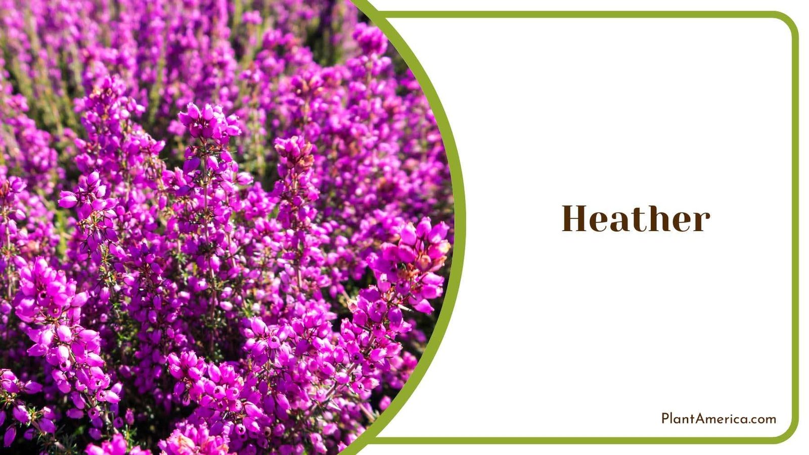 Heather Tiny Flowers Plant America Heather Tiny Flowers Plant America