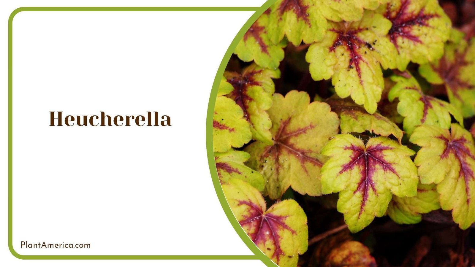 Heucherella Blooms Garden Beauty PlantAmerica