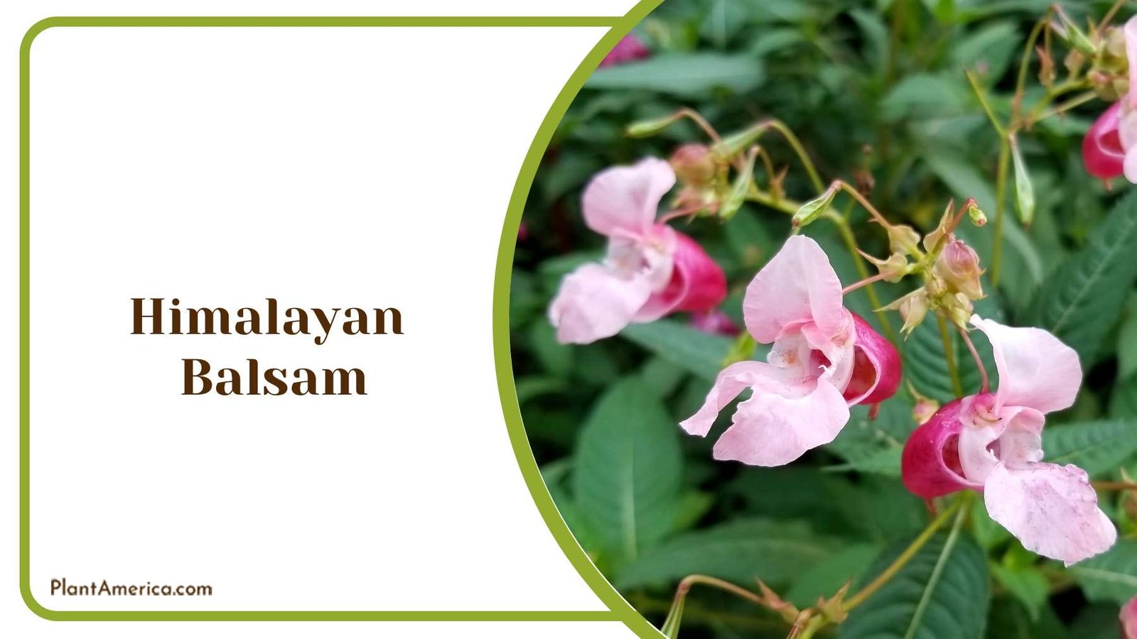 Himalayan Balsam Blooms Plant America