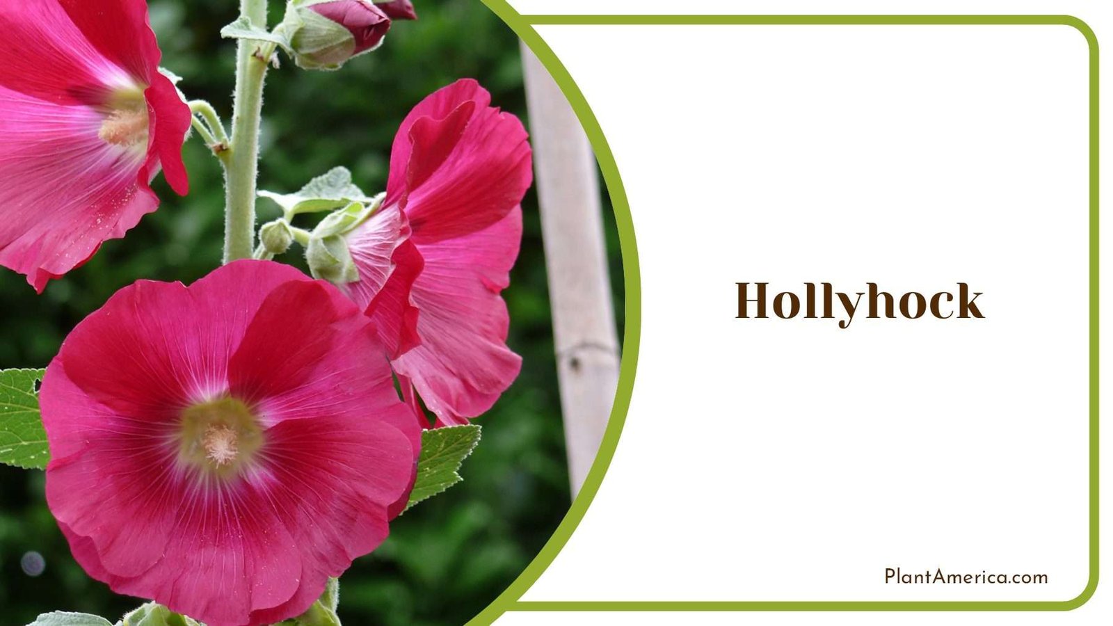 Hollyhock Pink Blooms Plant America
