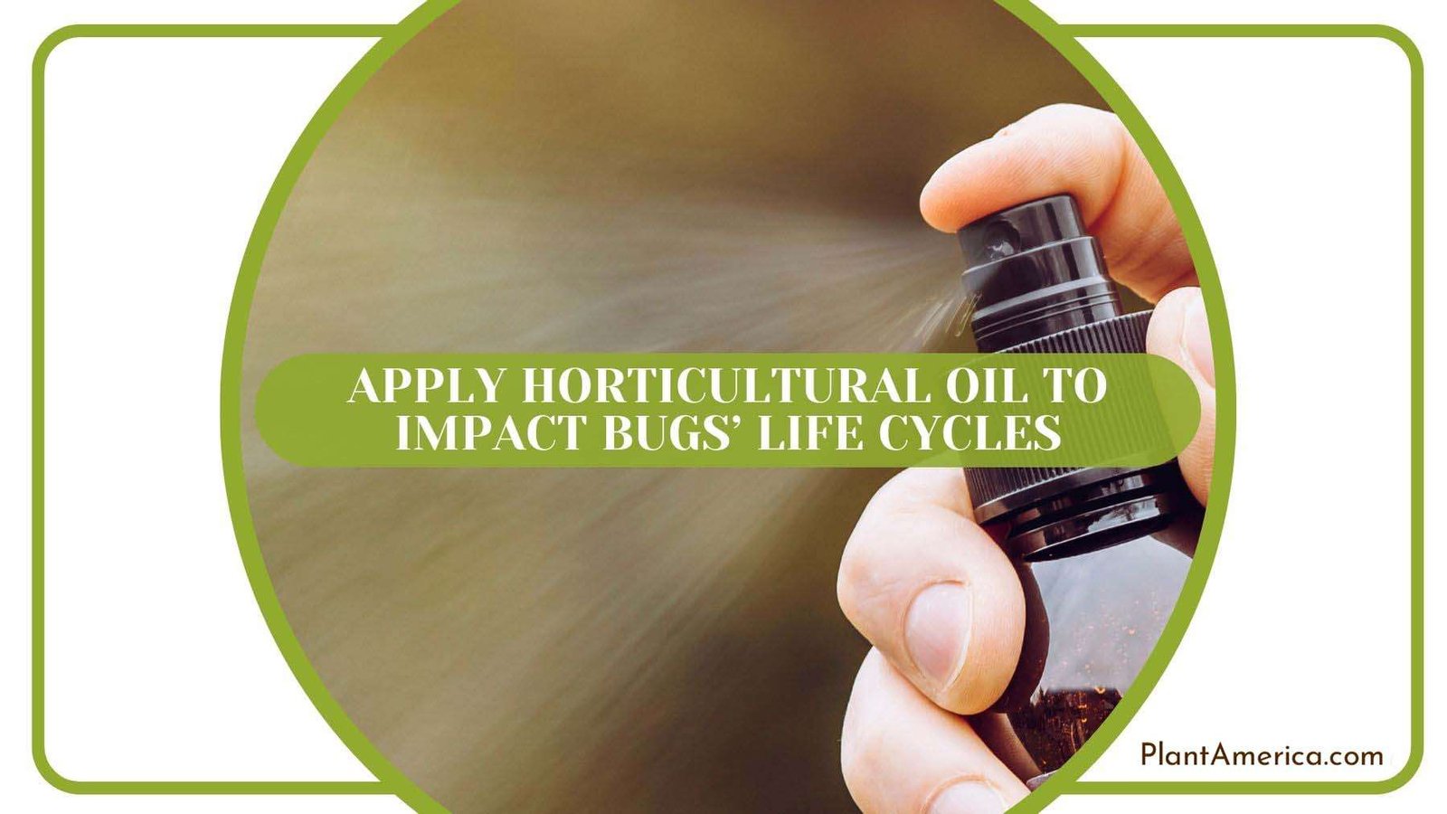 Horticultural Oil for Mealybugs Plant America
