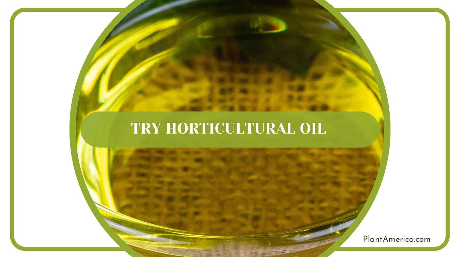 Horticultural Oil to Kill Mealybugs PlantAmerica