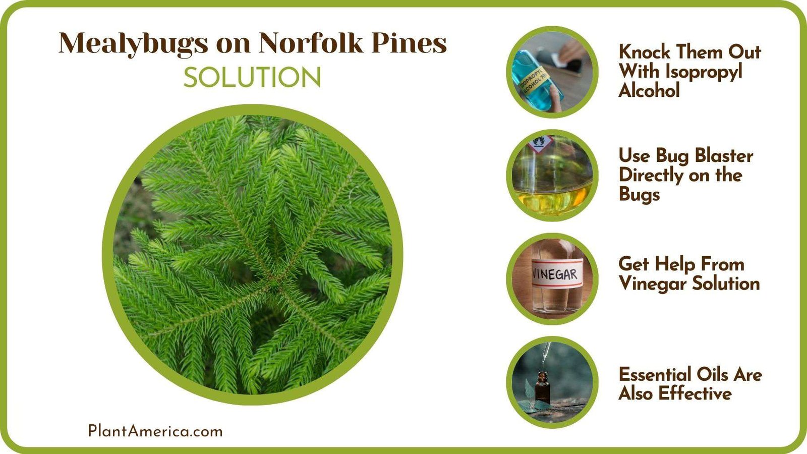How To Get Rid of Mealybugs on Norfolk Pines PlantAmerica How To Get Rid of Mealybugs on Norfolk Pines PlantAmerica