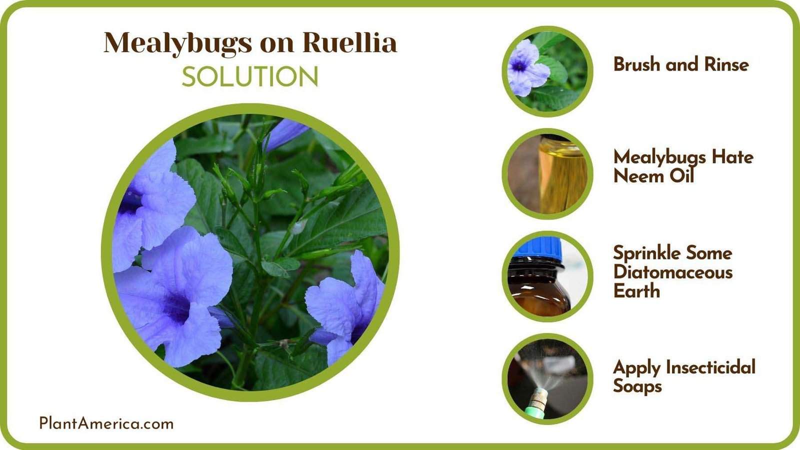 How To Get Rid of Mealybugs on Ruellia Plant America