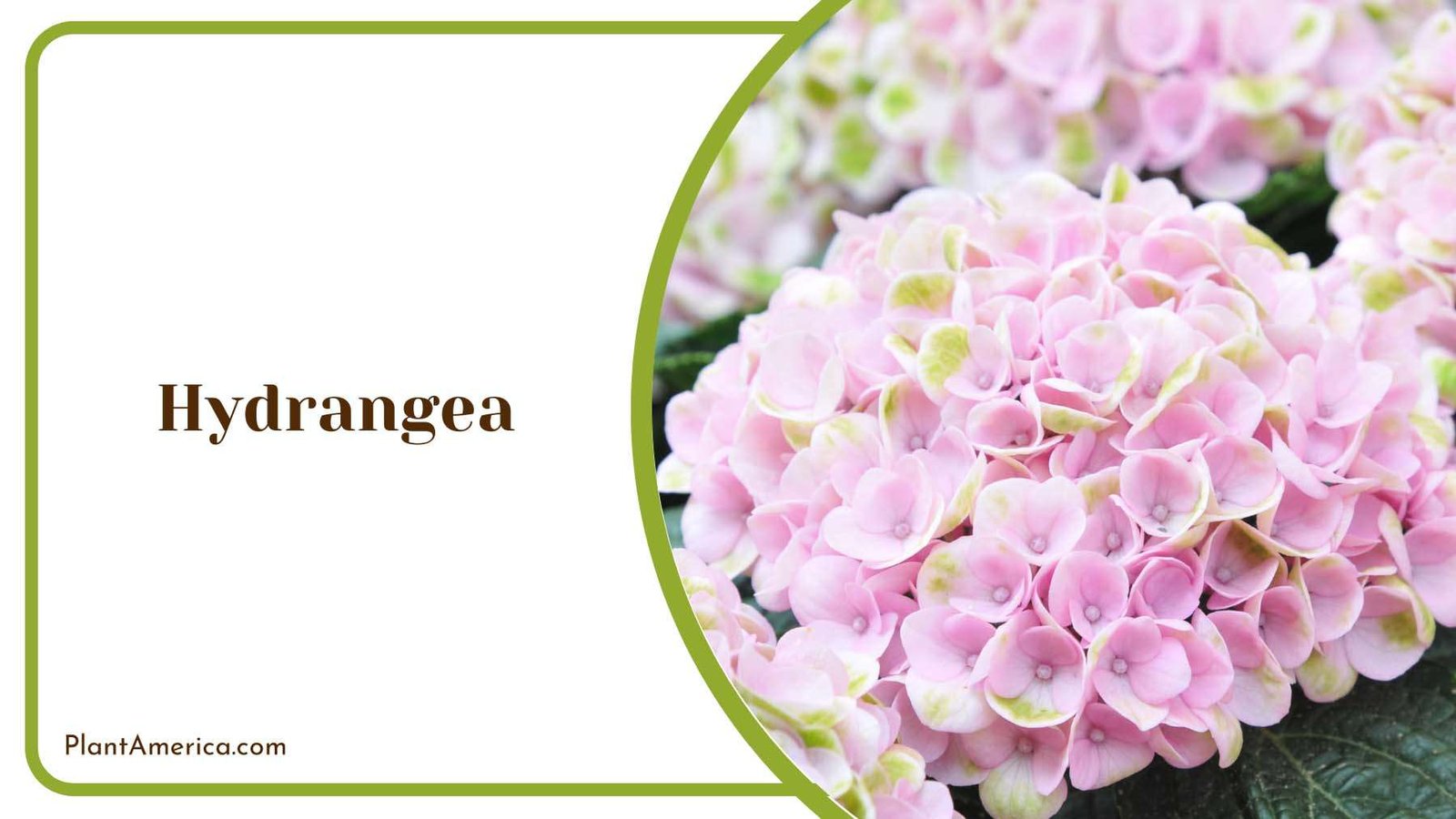 Hydrangea Pink Flower Plant America