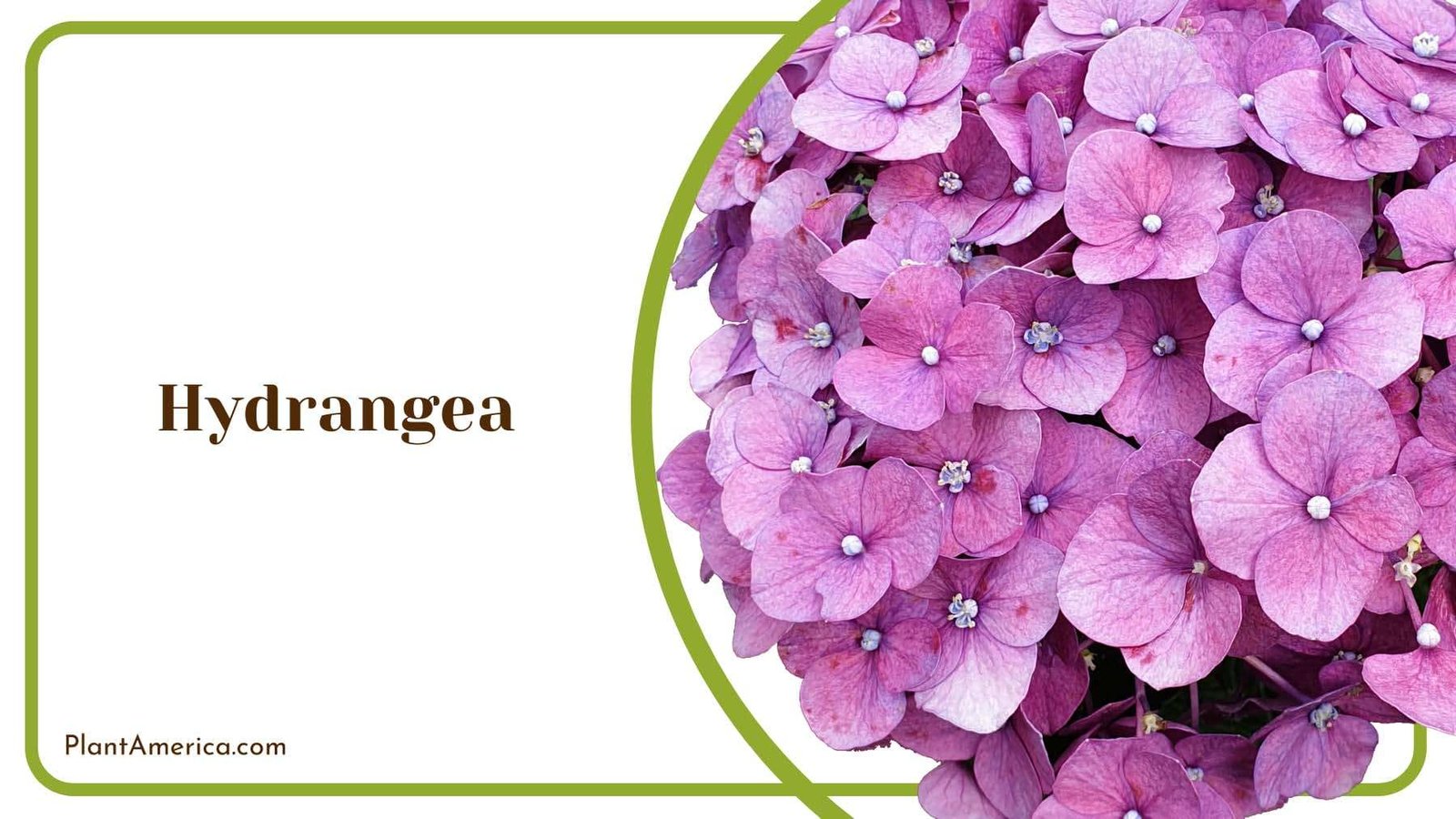 Hydrangea Purple Flowers Plant America Hydrangea Purple Flowers Plant America