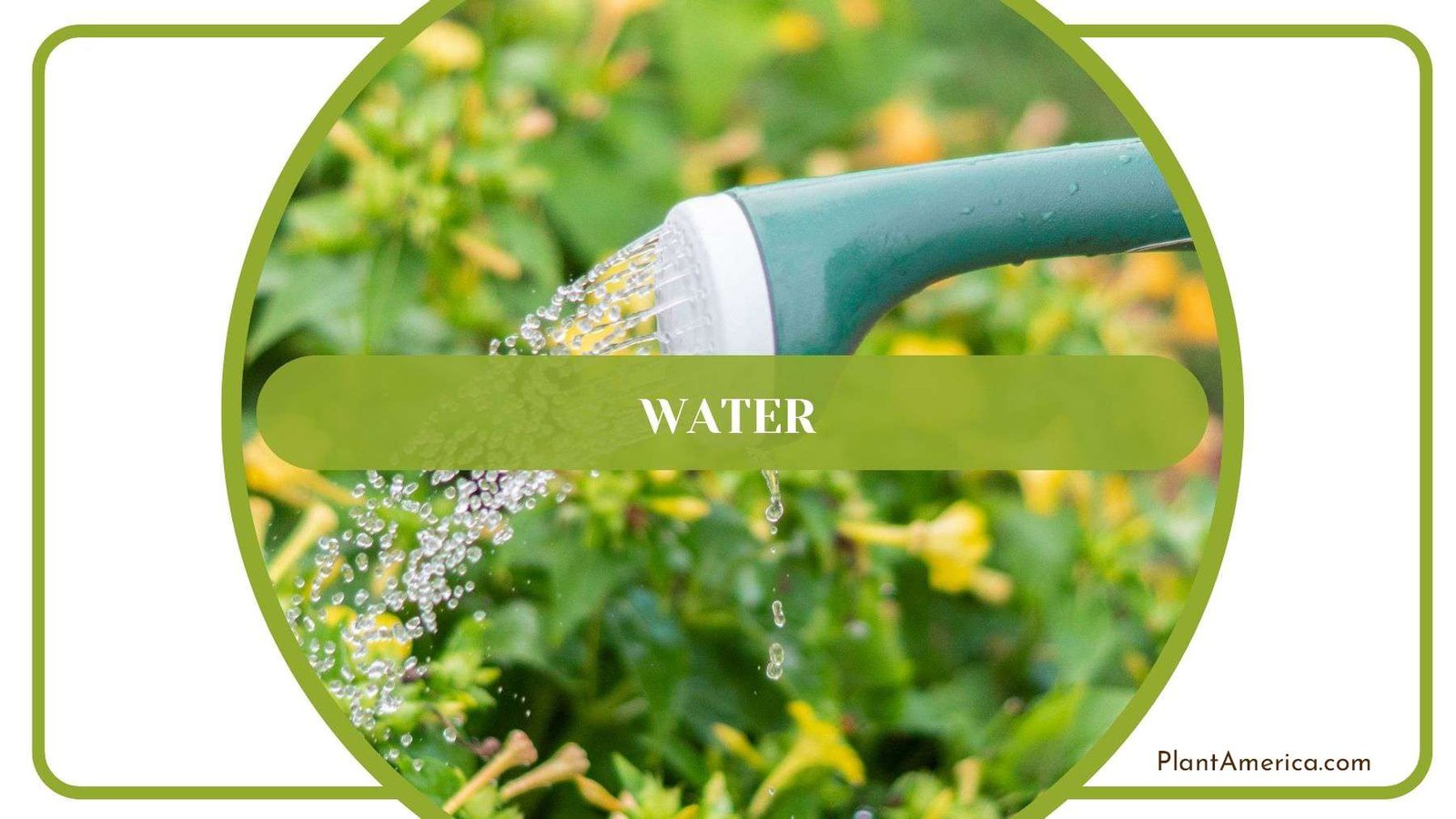 Importance of Watering Plants Plant America
