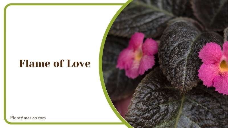 Intense Flame of Love Plant America