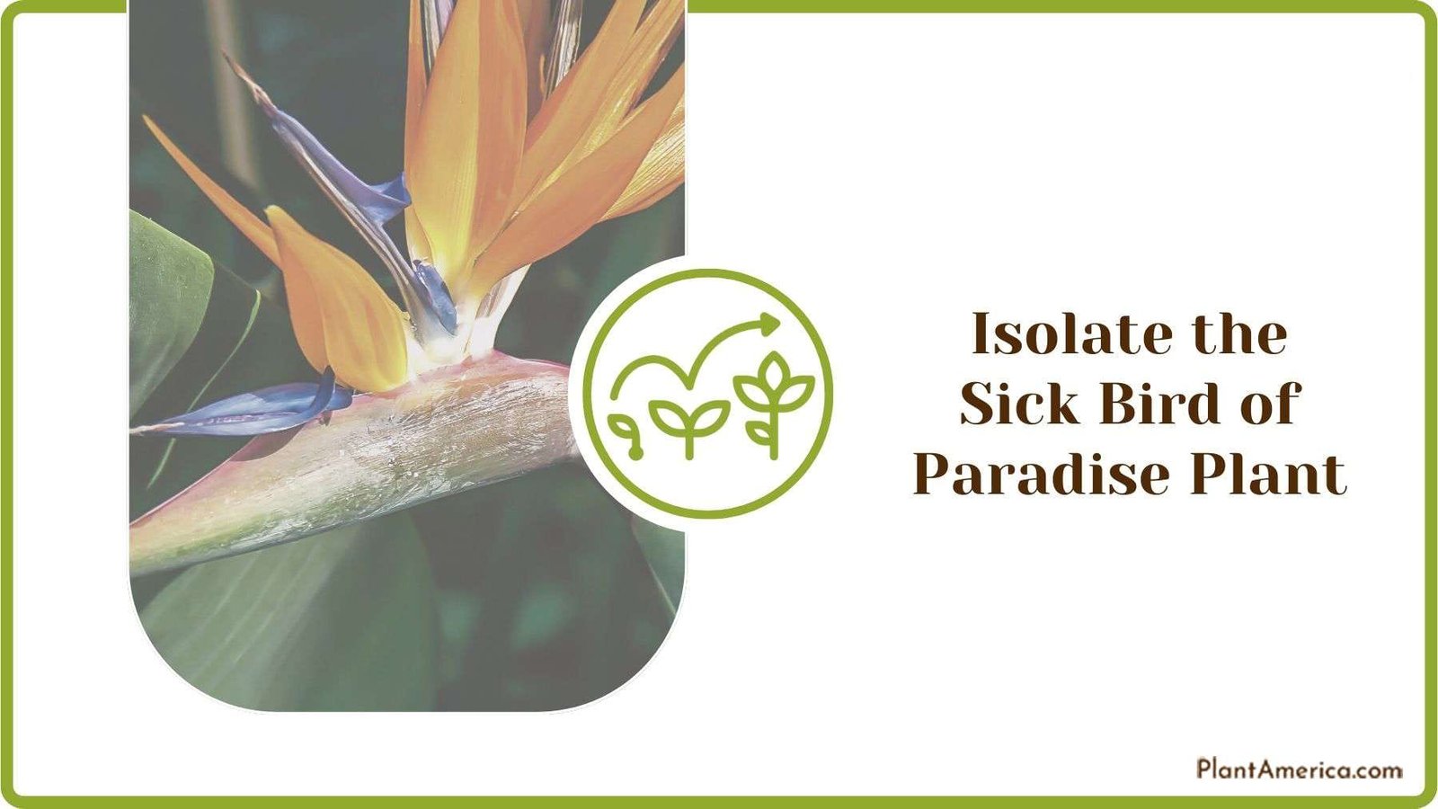 Isolating the Sick Bird of Paradise Plant Plant America