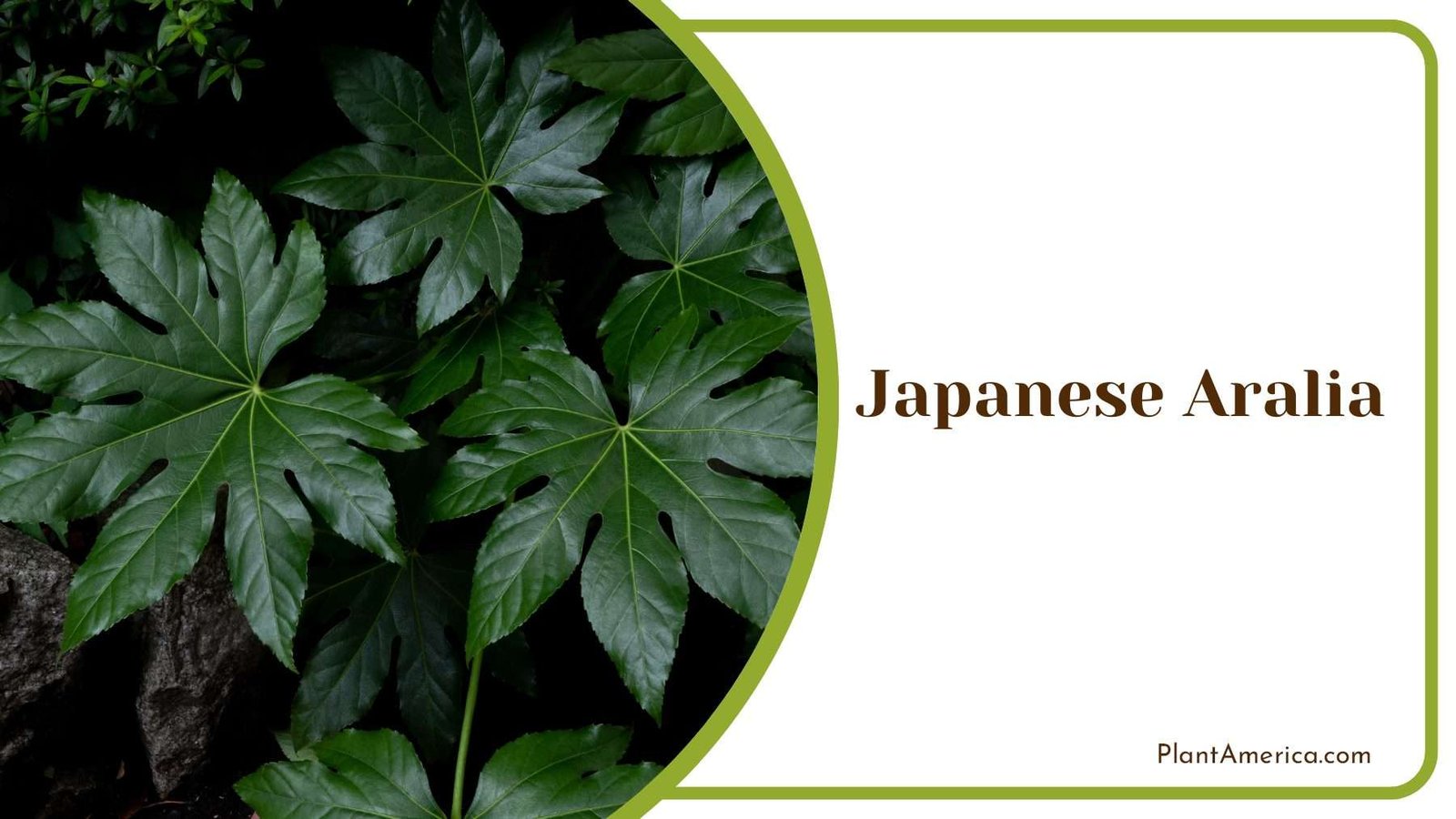 Japanese Aralia In Modern Landscaping Versatility And Style Plant America Japanese Aralia In Modern Landscaping Versatility And Style Plant America