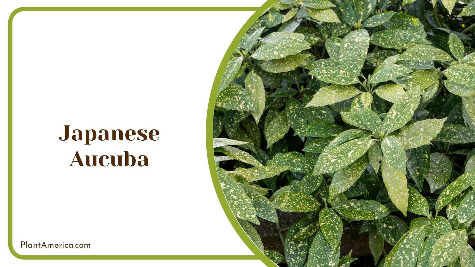 Japanese Aucuba Colorful Green Leaves Plant America Japanese Aucuba Colorful Green Leaves Plant America