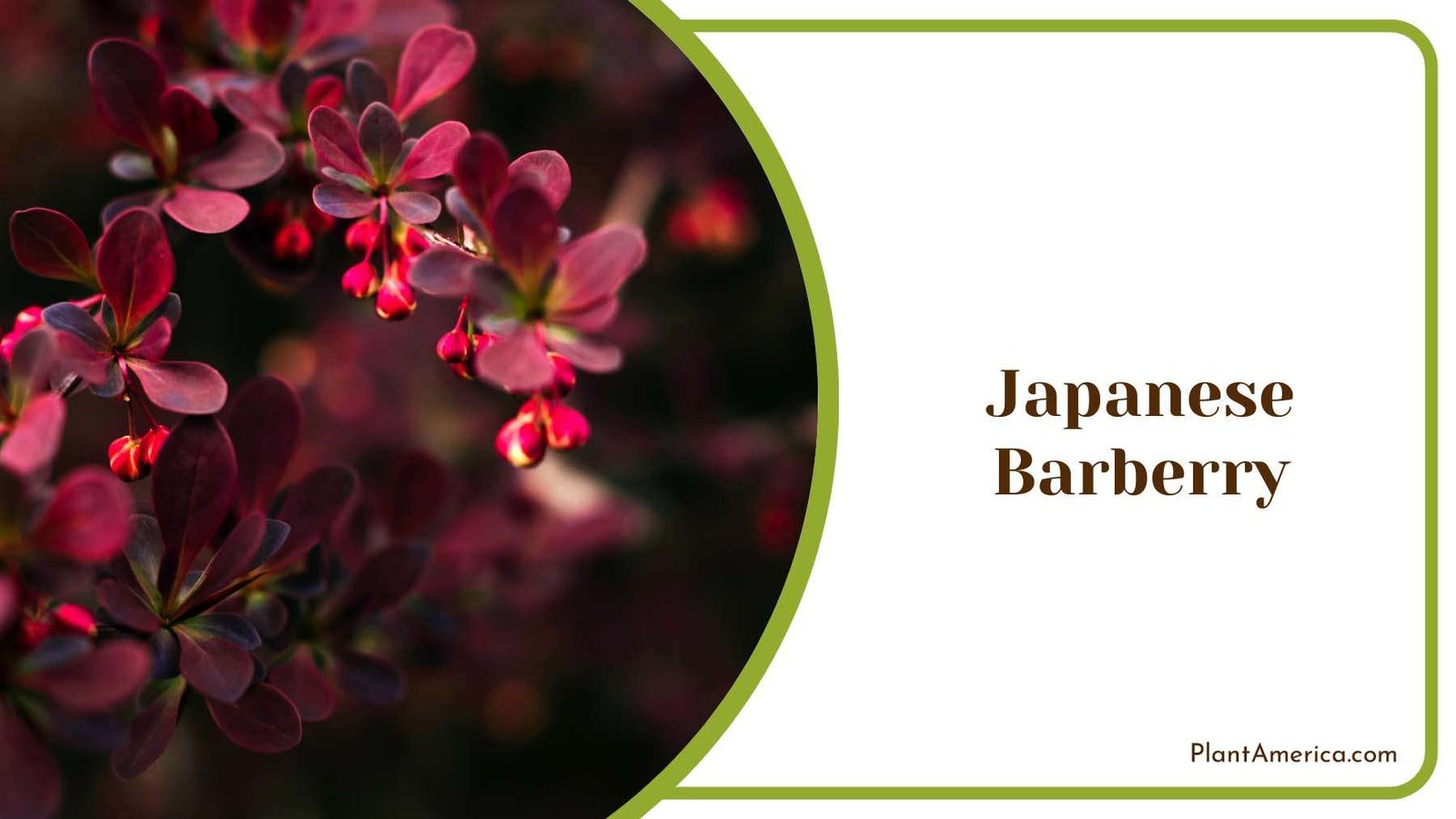 Japanese Barberry Flower Plant America