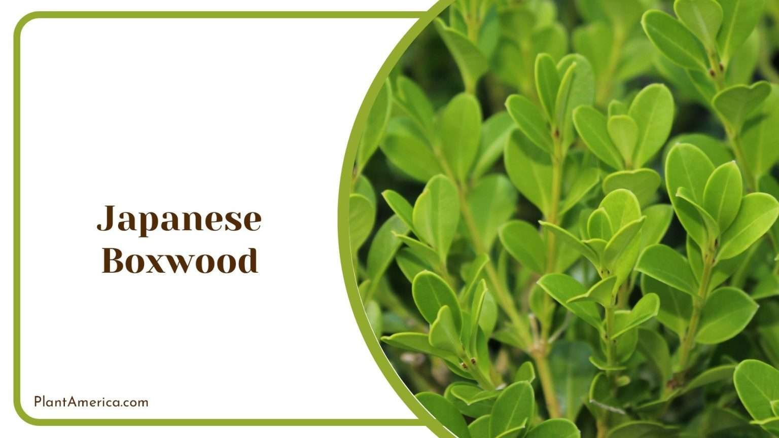 18 Japanese Garden Plants You'll Want To Grow Right Now - Plant America