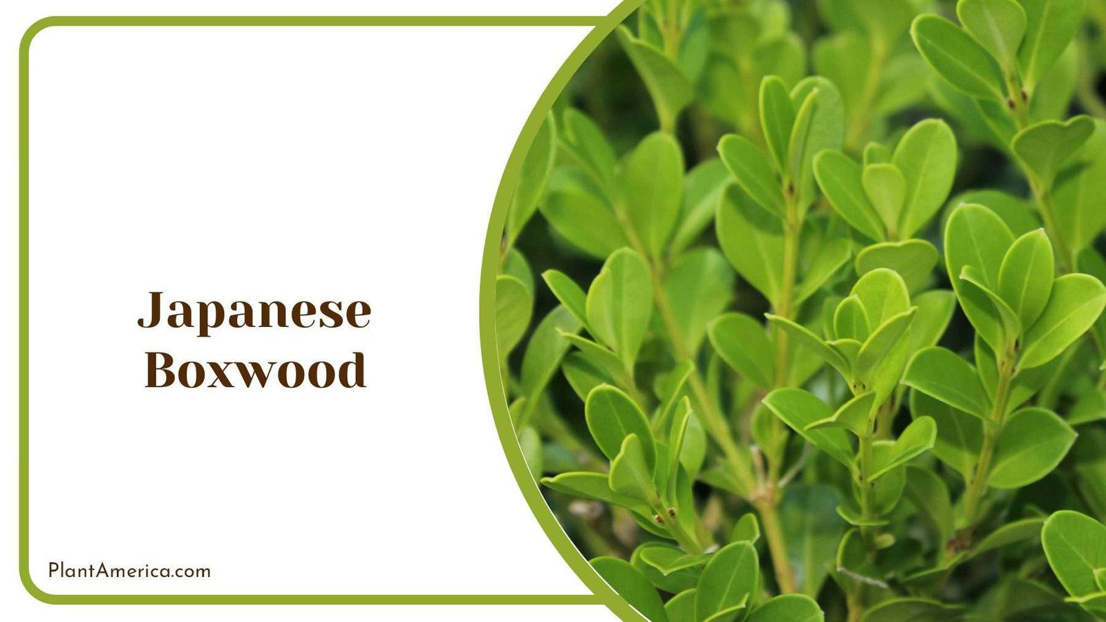 Japanese Boxwood Green Leaves Plant Plant America Japanese Boxwood Green Leaves Plant Plant America