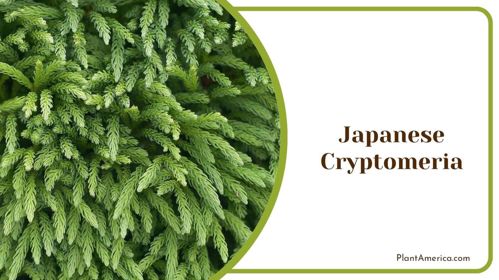 Japanese Cryptomeria Evergreen Beauty Plant America Japanese Cryptomeria Evergreen Beauty Plant America