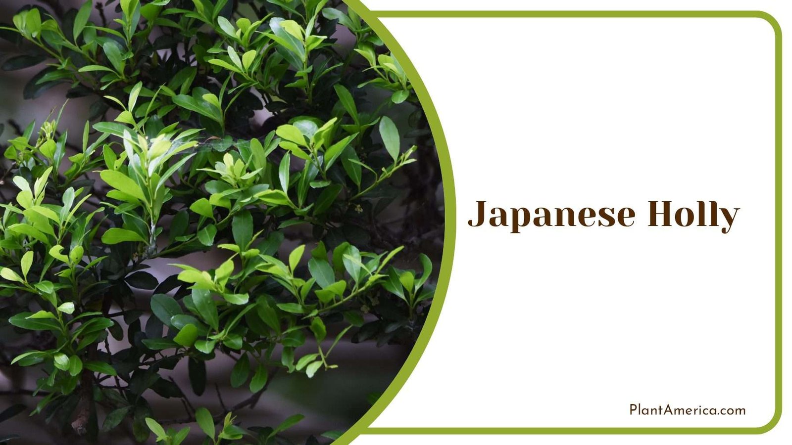 Japanese Holly Garden Plant Plant America Japanese Holly Garden Plant Plant America
