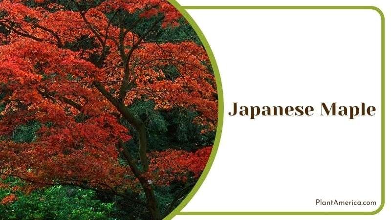 Japanese Maple Acer Palmatum Plant America Japanese Maple Acer Palmatum Plant America