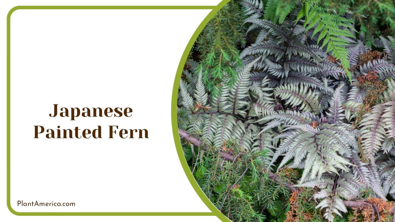 Japanese Painted Fern Garden Design Plant America Japanese Painted Fern Garden Design Plant America