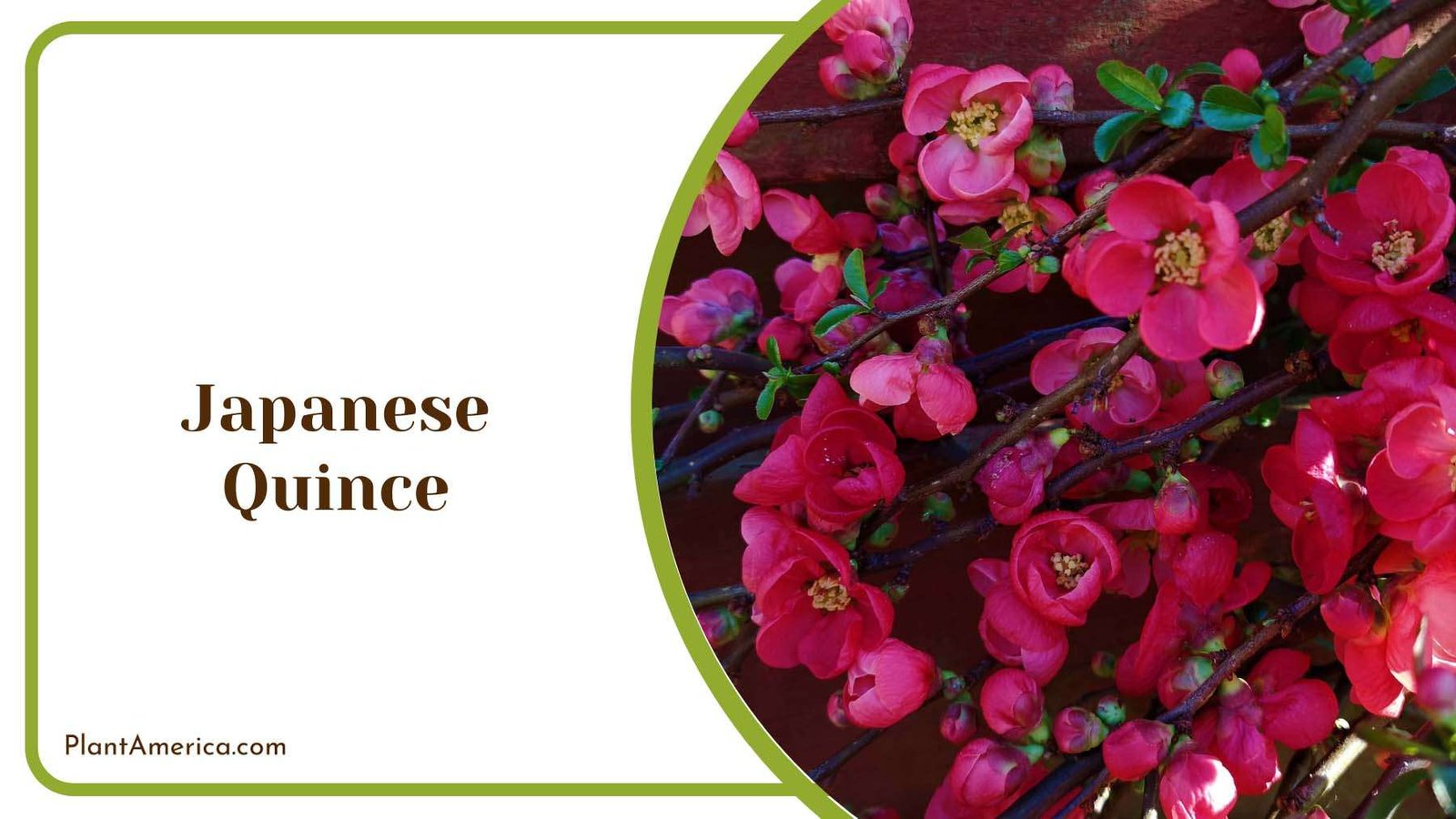 Japanese Quince Beautiful Flowers With Yellow Interiors Plant America