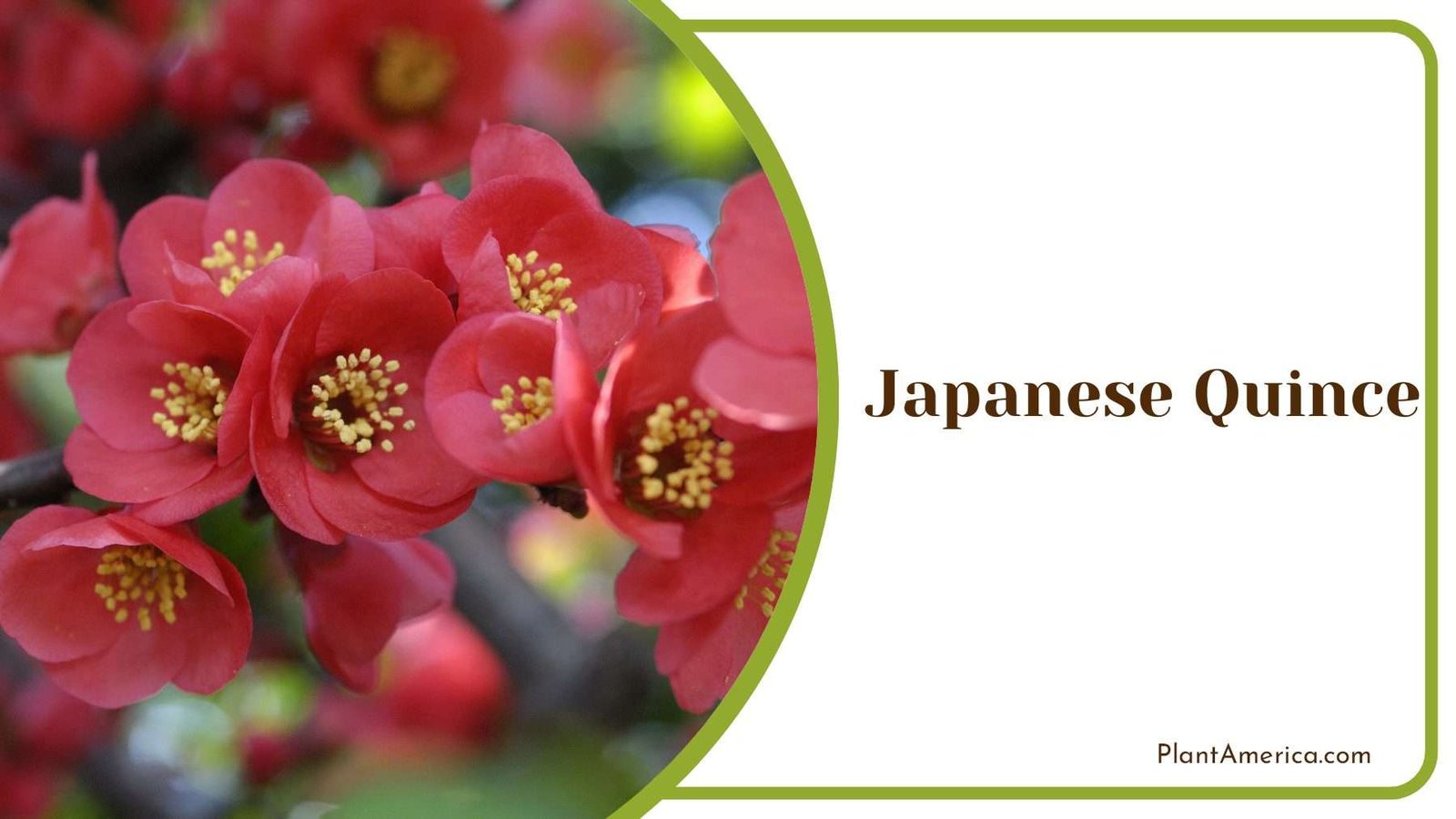 Japanese Quince Red Flowers Plant America Japanese Quince Red Flowers Plant America