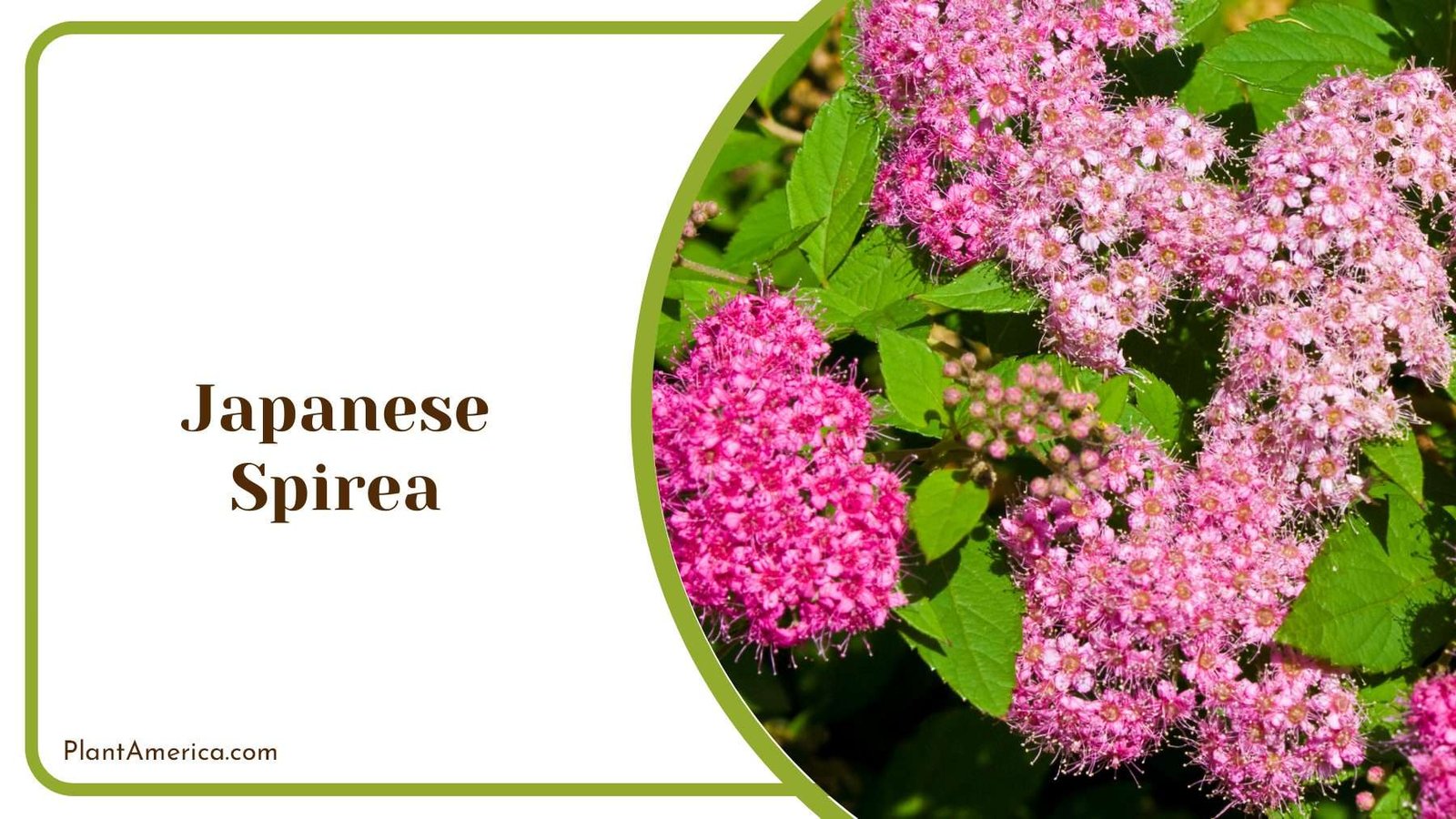 Japanese Spirea Blooms A Symphony Of Flowers In Your Garden Plant America Japanese Spirea Blooms A Symphony Of Flowers In Your Garden Plant America