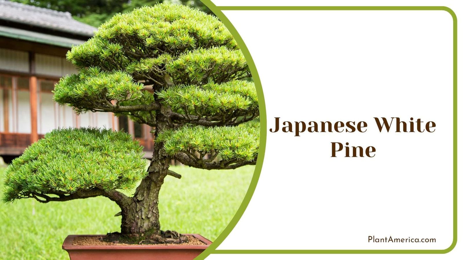 Japanese White Pine Tree Garden Plant America Japanese White Pine Tree Garden Plant America