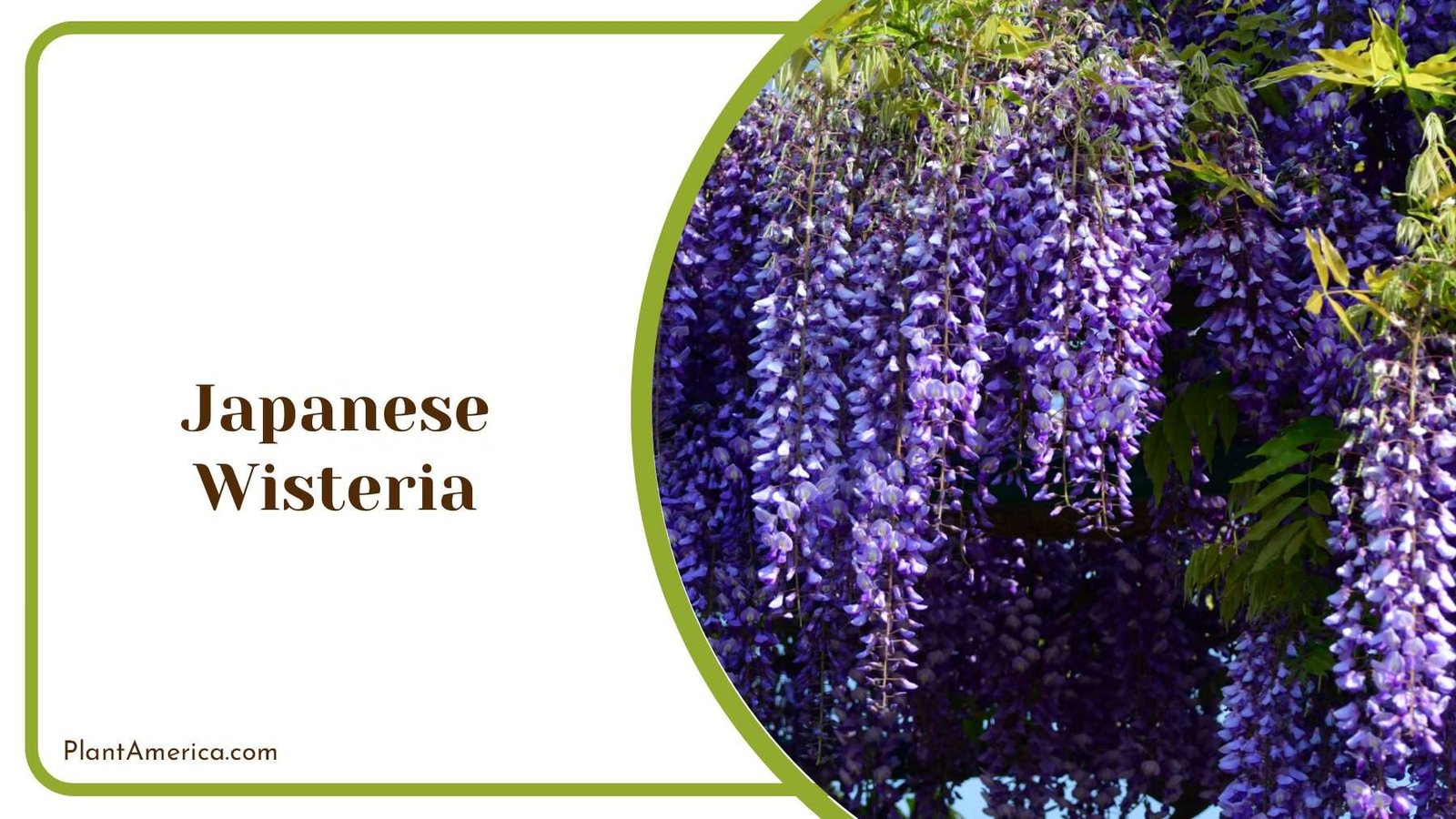 Japanese Wisteria Nurturing Your Garden s Graceful Blossoms Plant America Japanese Wisteria Nurturing Your Garden s Graceful Blossoms Plant America