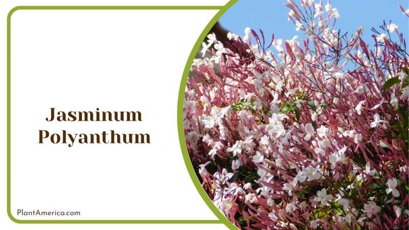 Jasminum Polyanthum Blossoms Plant America