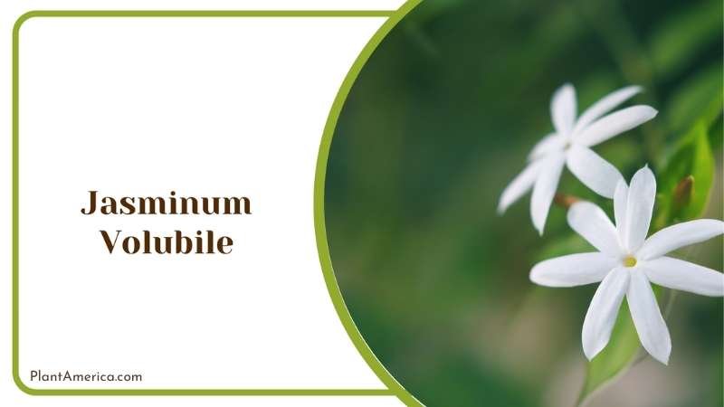 Jasminum Volubile Plant America