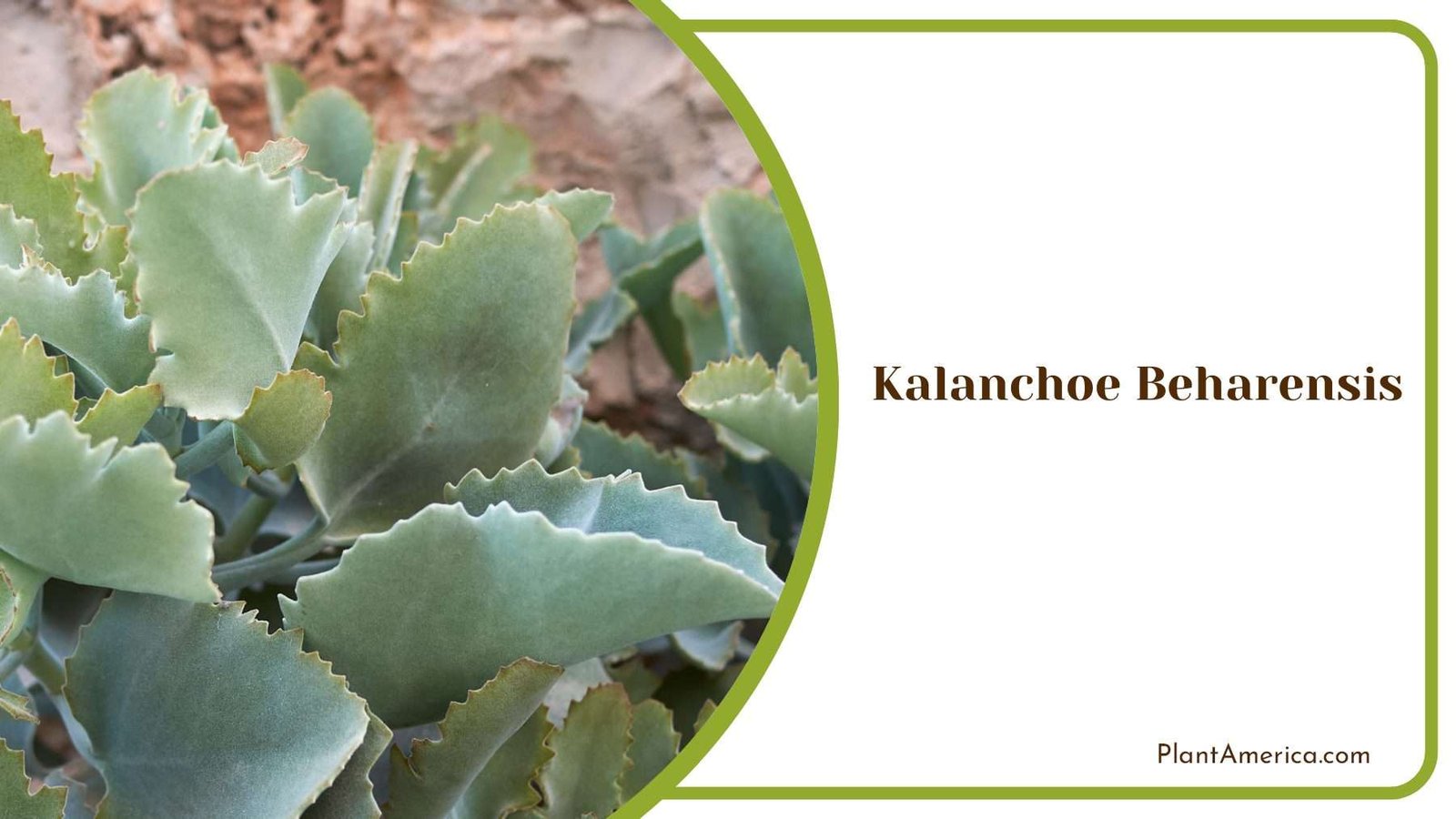 Kalanchoe Beharensis Succulent Foliage Plant America Kalanchoe Beharensis Succulent Foliage Plant America